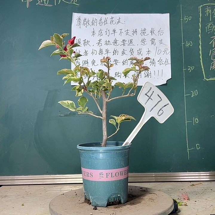 当前无花栽培后可以开花 花叶红 470
