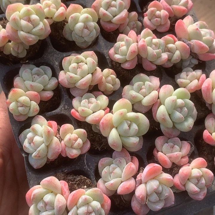 冰玉双。（满9.99包邮不满9.99发叶子）