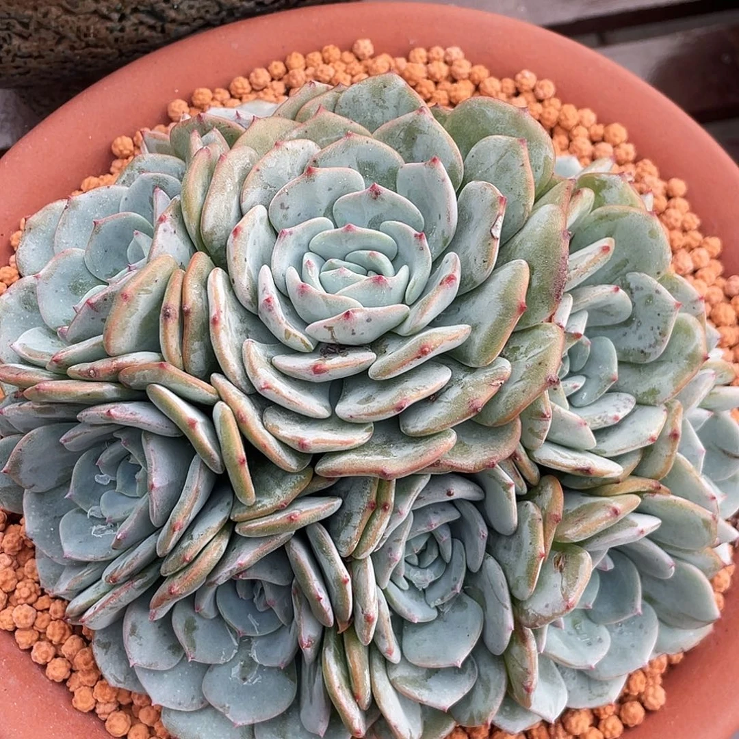 老桩手捧勃朗峰群生无砍无摘