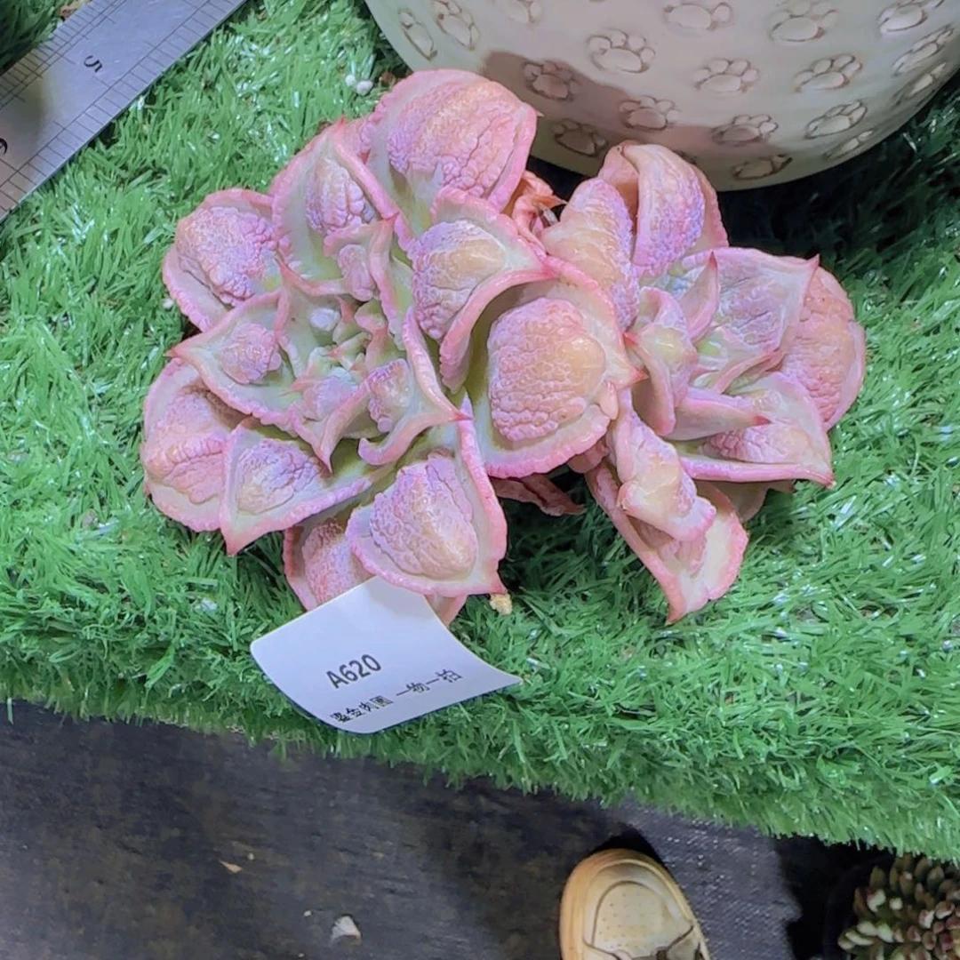 淡***兰A620留财饺子皮