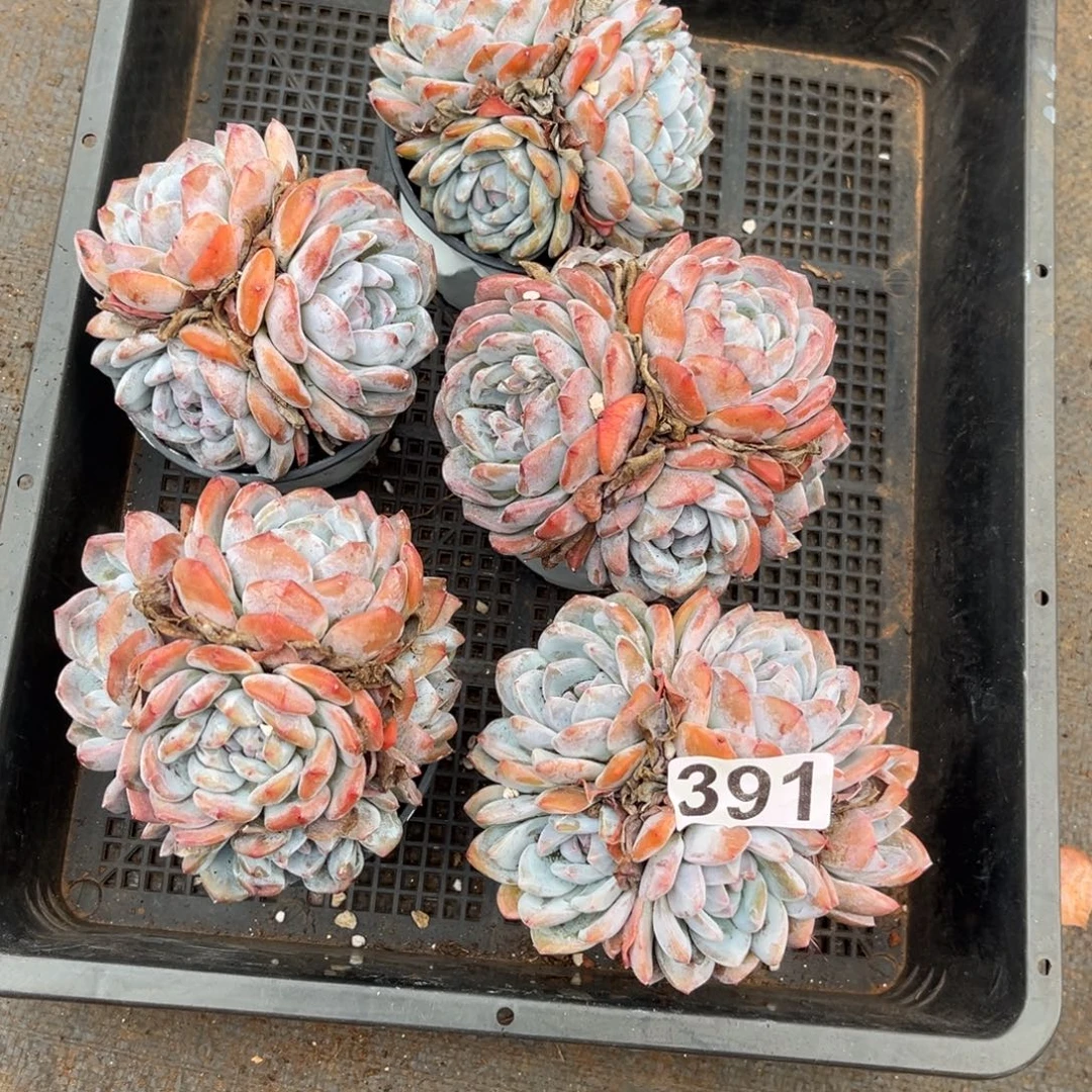 391号新疆西藏内蒙古不包邮
