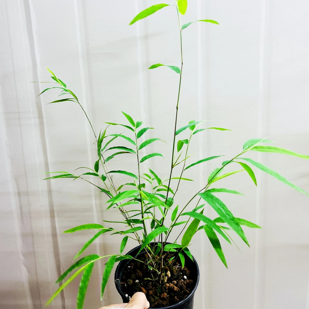 内门竹竹子直播间一物一拍室内竹子盆栽