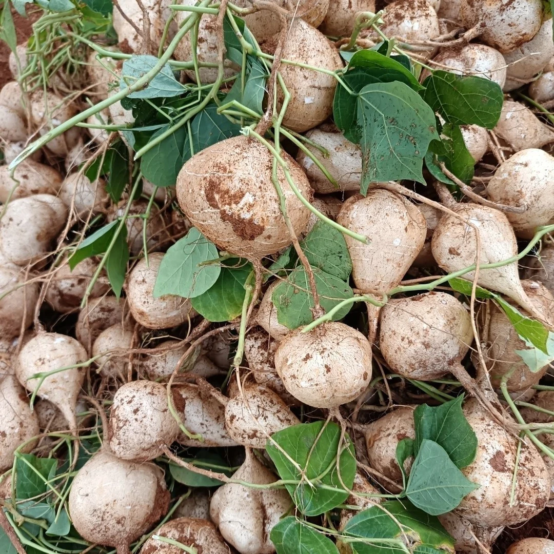 贵州凉薯地萝卜脆甜地瓜新鲜水果现挖地萝卜