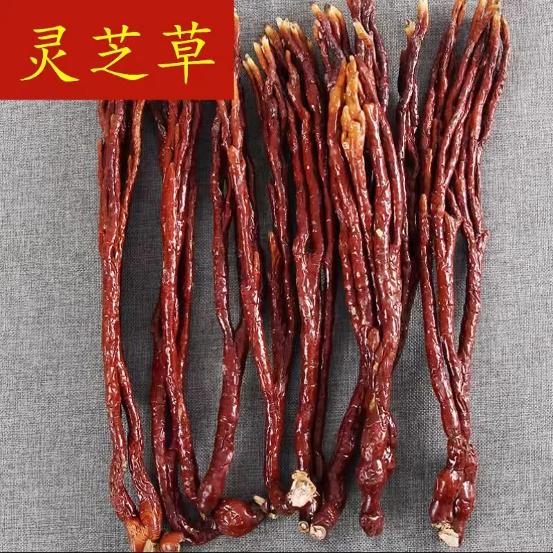 P 正宗灵 芝草中药材整枝 鹿角灵 芝
