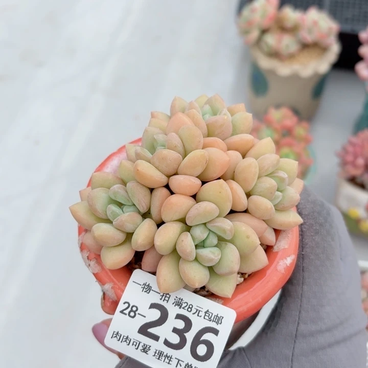 泡泡糖多肉无盆土发货多