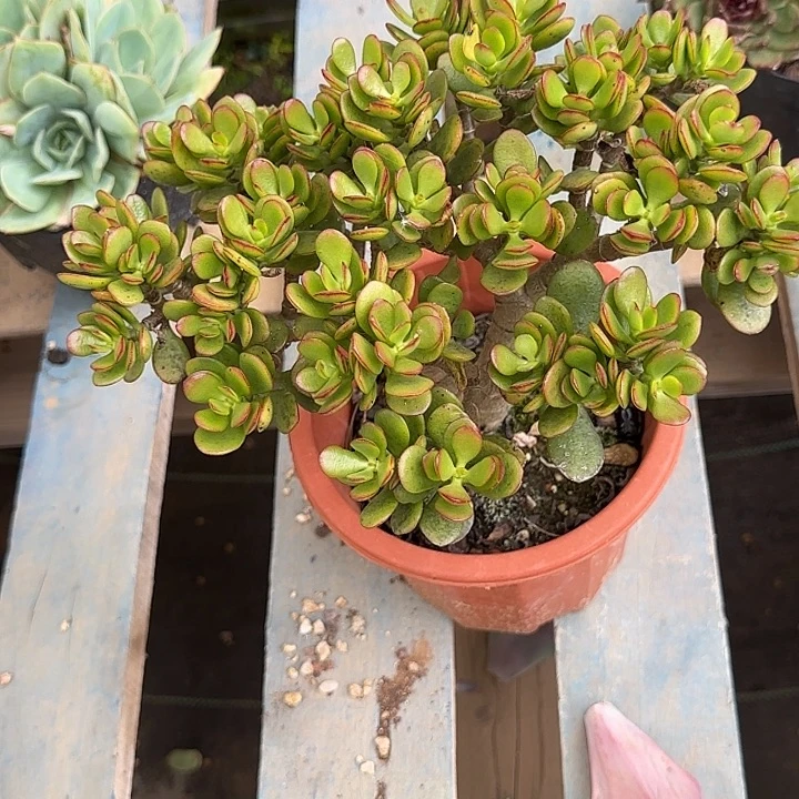 继红华约惊鸿一物一拍包装收缩花旱