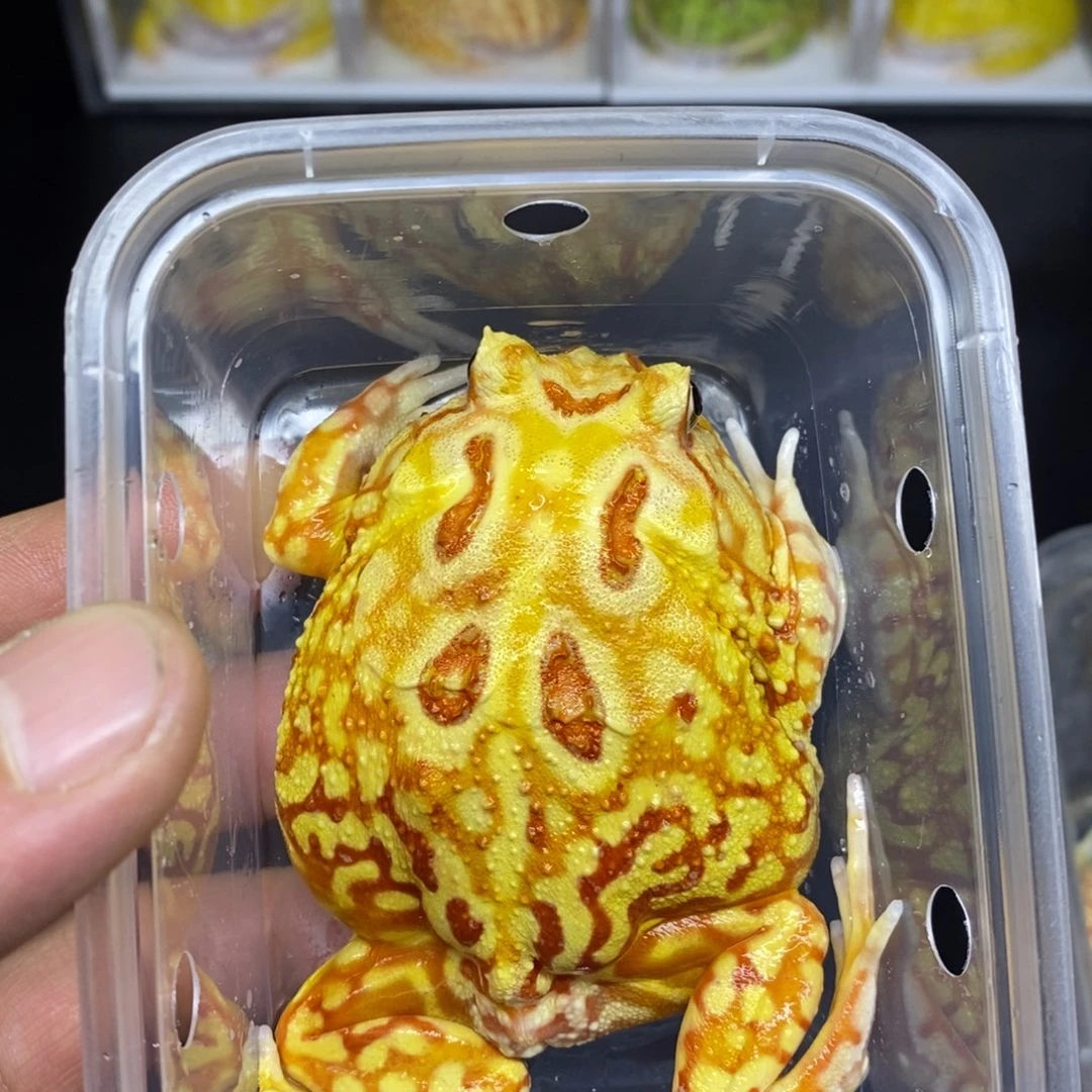 角蛙南美角蛙带盒子镊子编号879