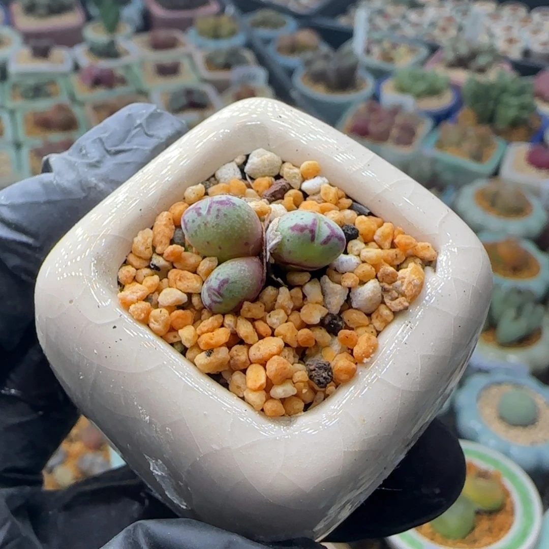 2867--一物一拍 带盆