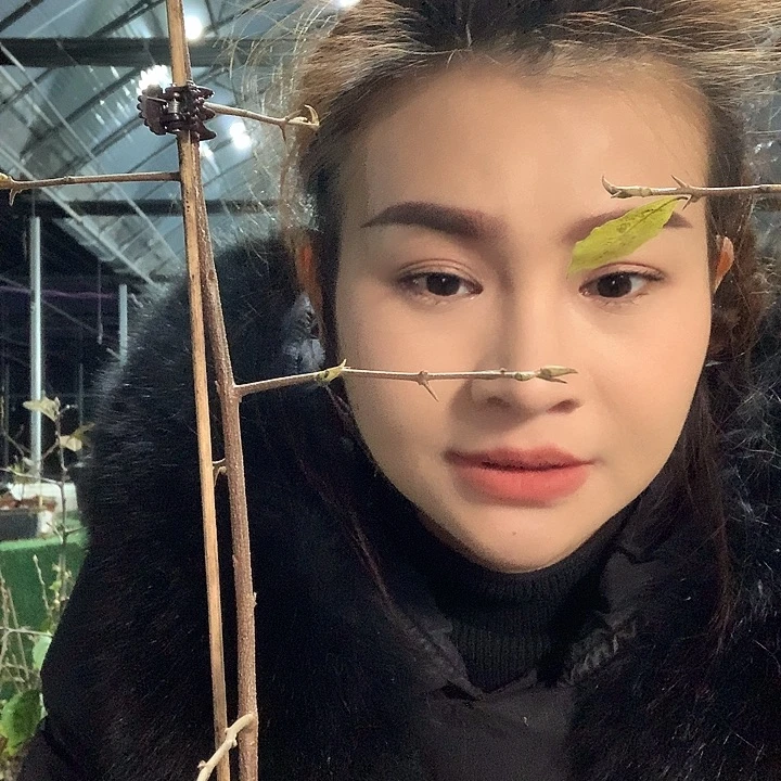 无花朵红鹤29.9嫁接