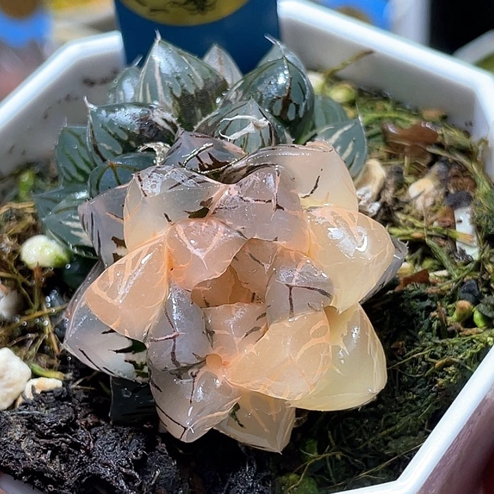 792双头水中月锦特选福利