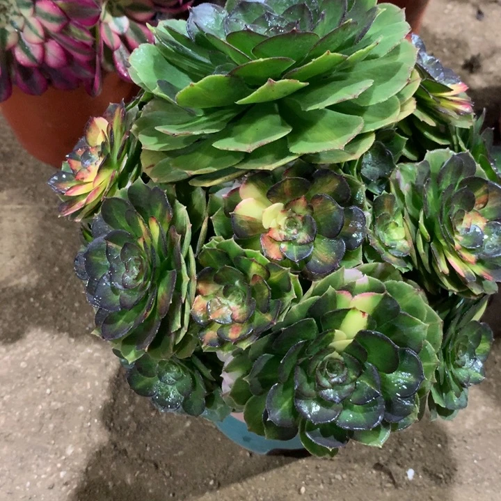 164海王七彩多肉植物特价