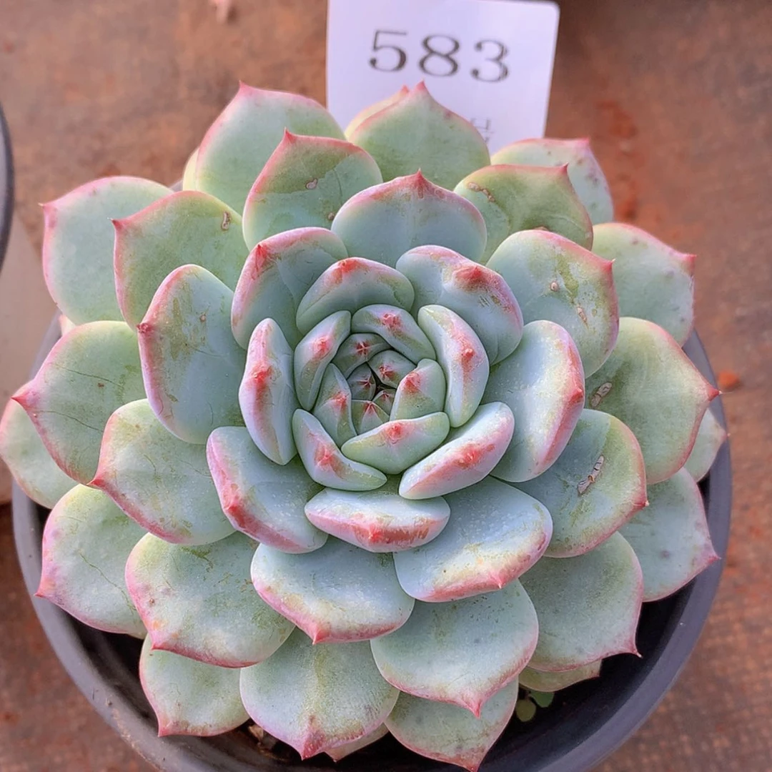 【闪购商品】云583号
