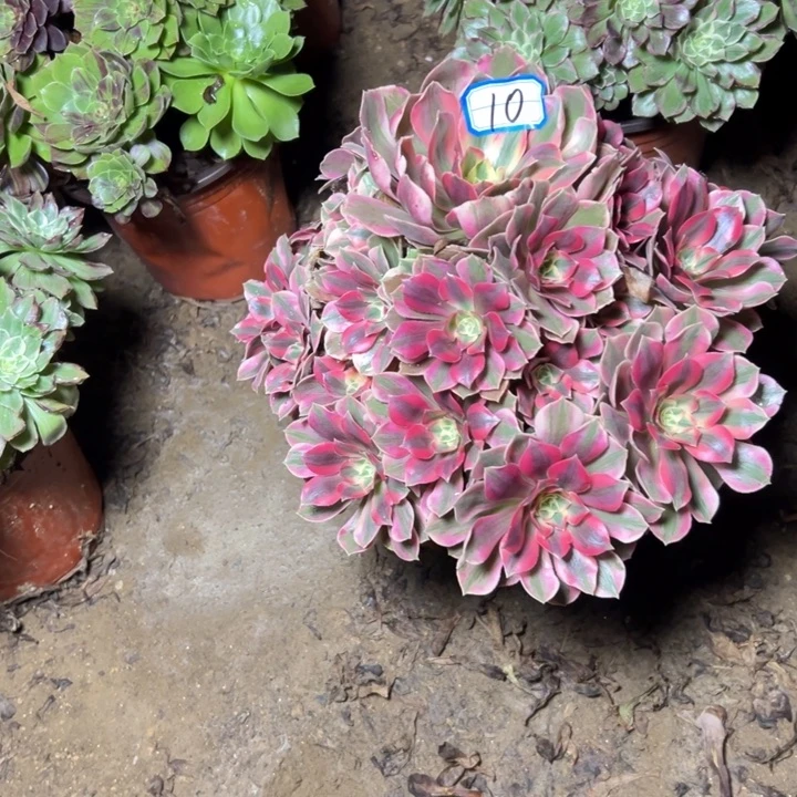 多肉植物粉女妖法师10