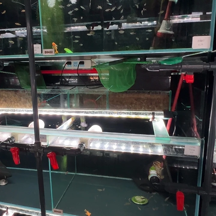 海水潘*着南美钻石灯单公2条