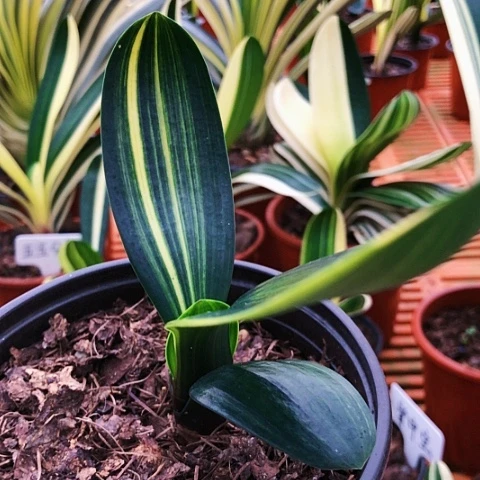 【闪购商品】友直播间