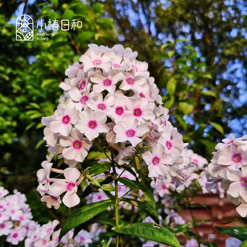 小椿日和宿根福禄考-荷兰小姐直立耐寒耐热皮实好养多年生开花