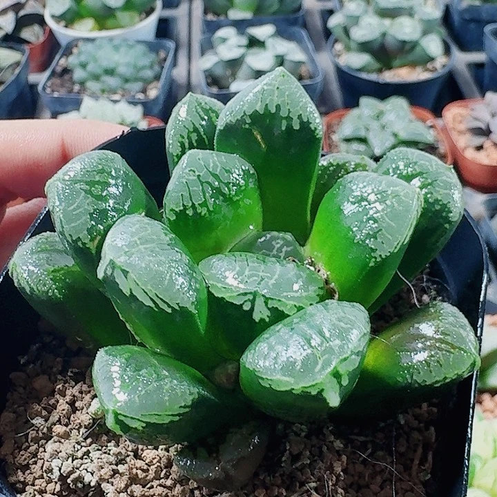 无花朵十二卷。 实生特选。 福利