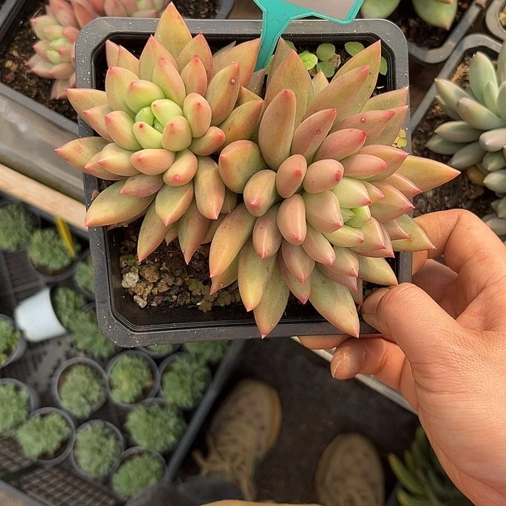 多肉植物橙色奇迹400