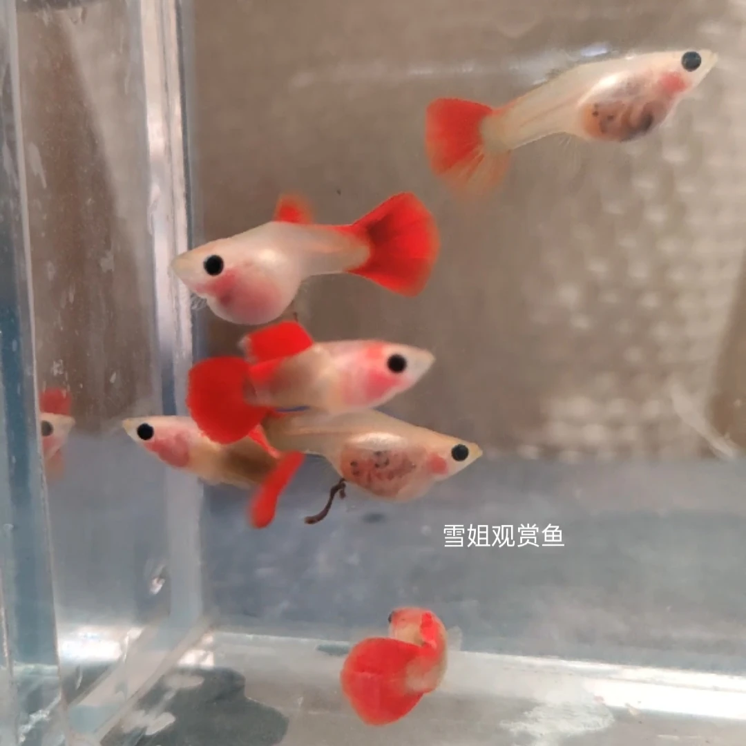 七彩琉璃鎏金玻璃猫卡姿兰大眼网红纯种耐活淡水可繁殖鱼苗凤尾鱼