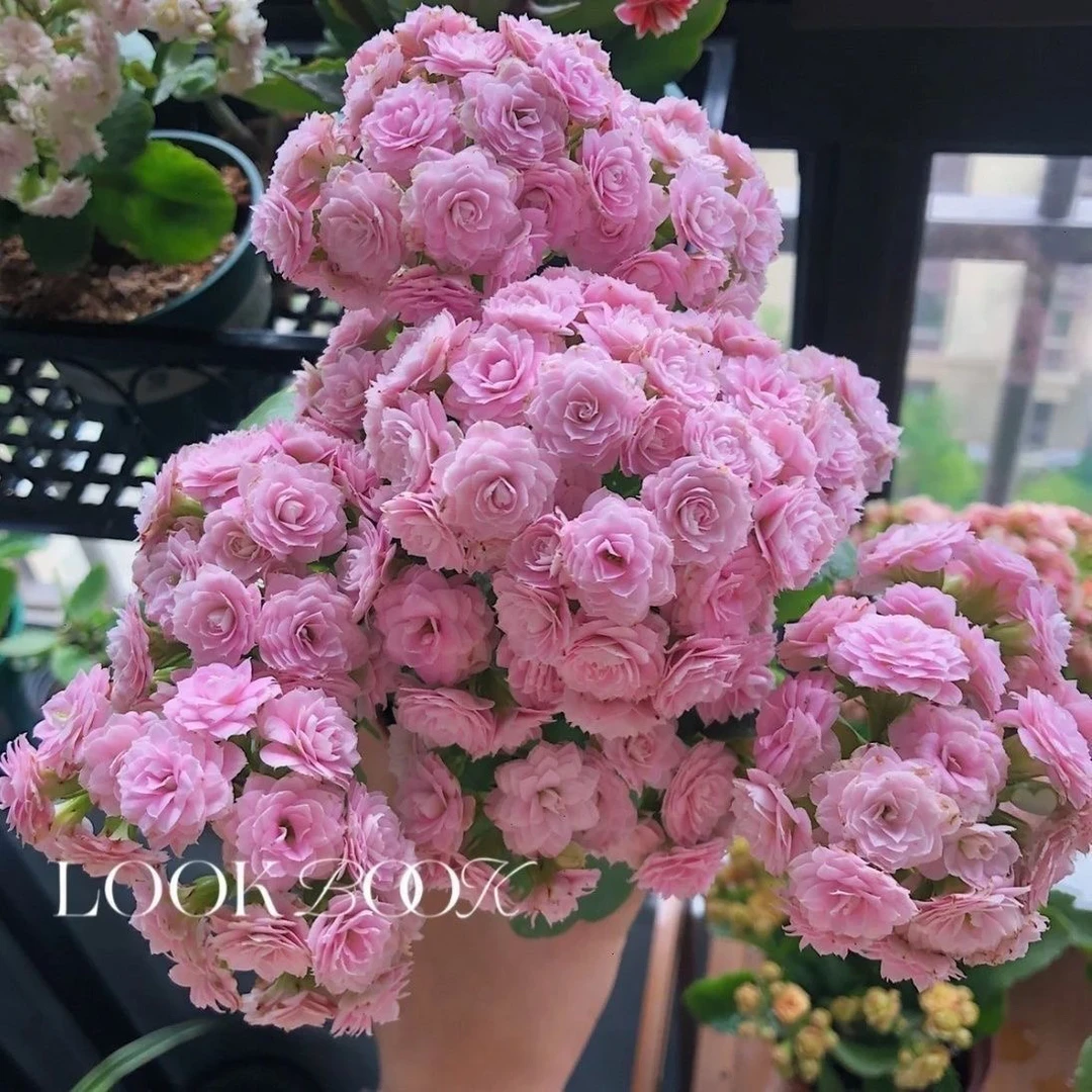 【朱丽叶】110盆粉色重瓣长寿花