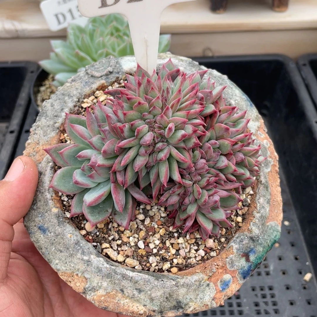 242拉糖缀不带盆10厘米