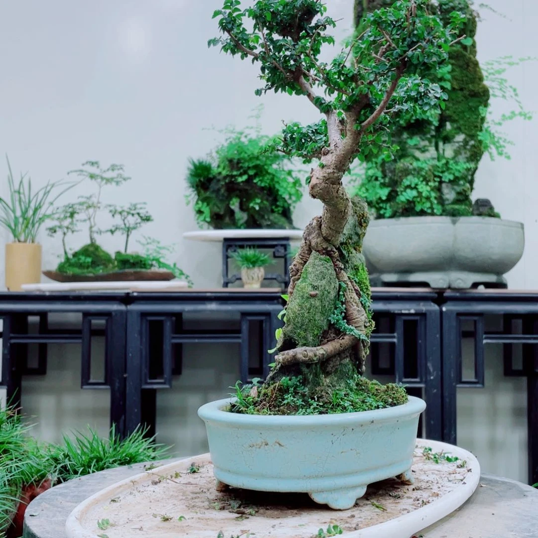 ?****生铁线蕨铁线蕨是一种植物的