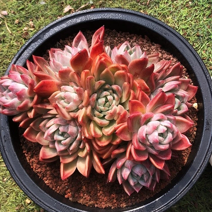 胭脂云捧花多肉植物