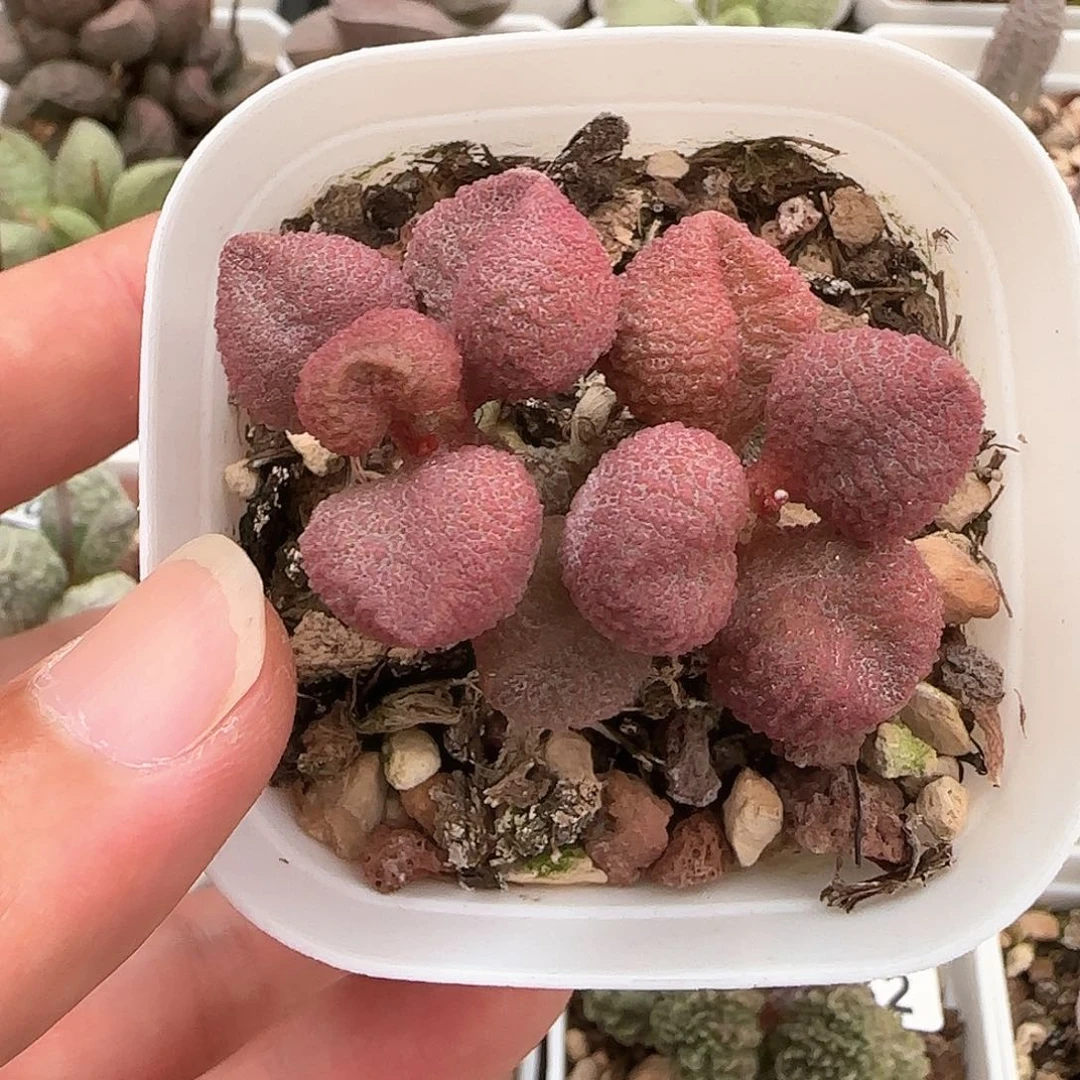 水蜜桃水泡多肉植物