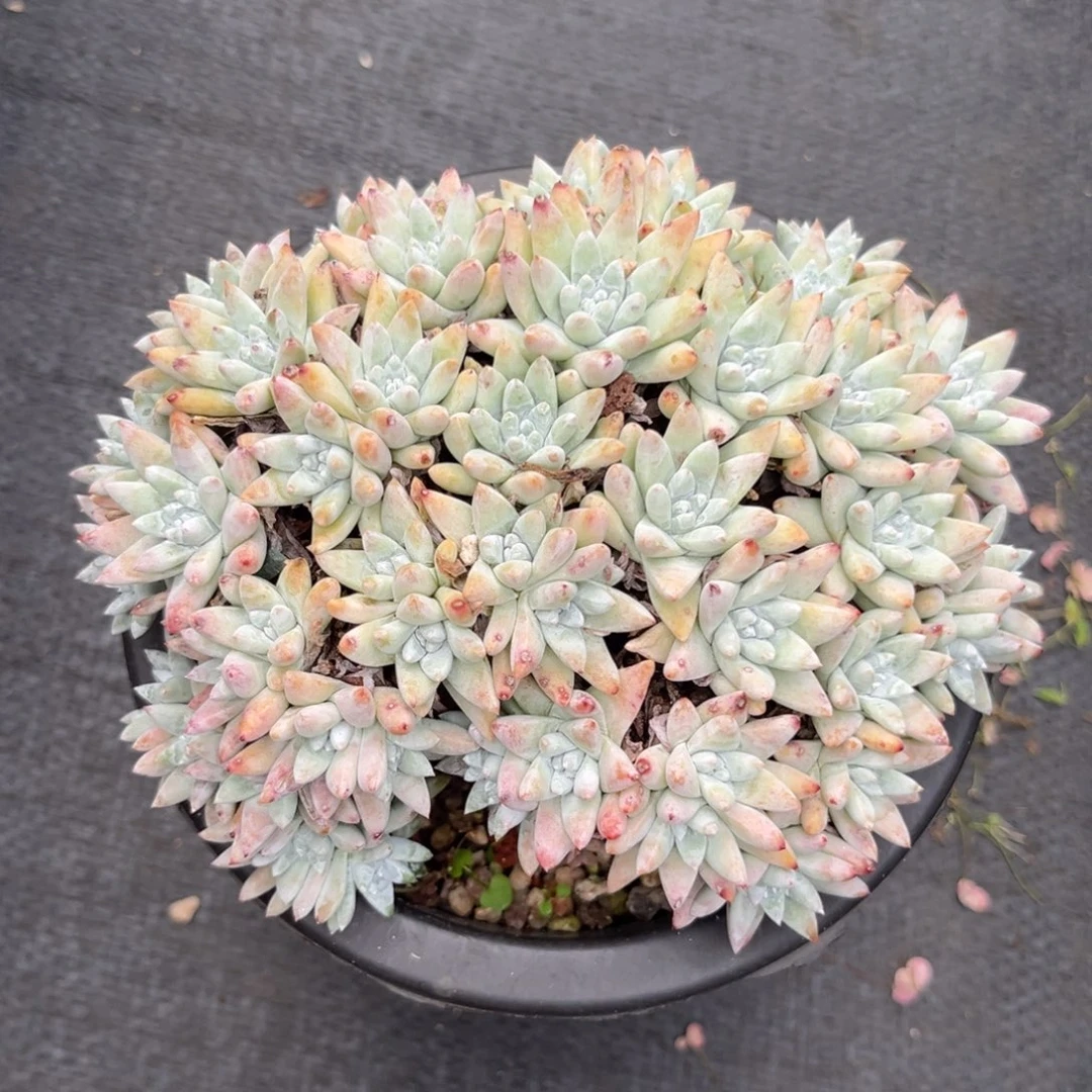 格诺玛，仙女杯多肉