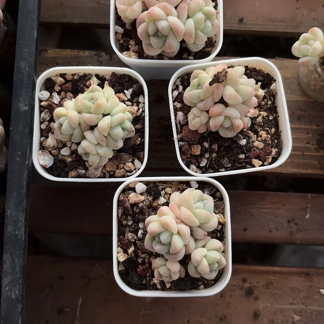 许*妍多肉老桩4颗4头群