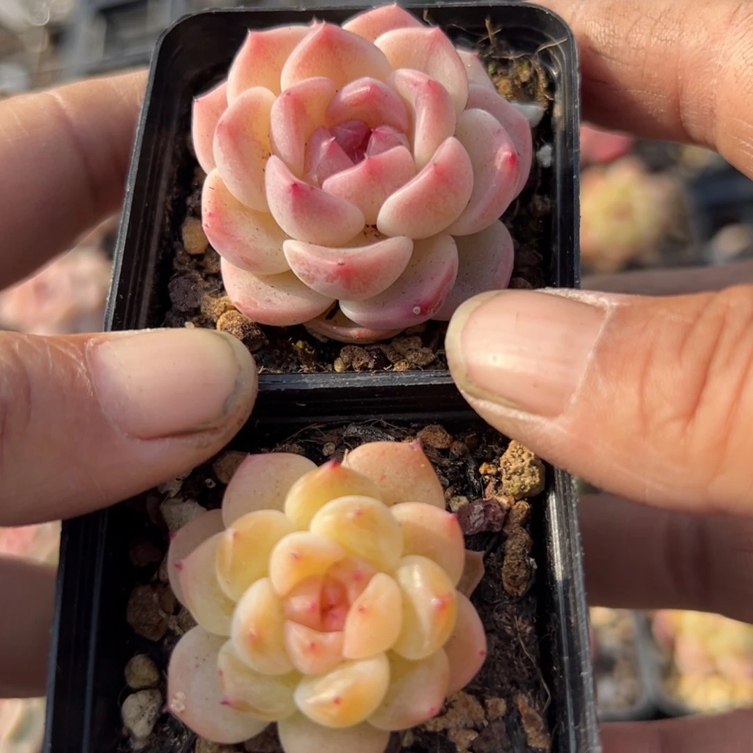 小卡拉米糖心一物一拍