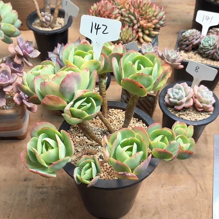 多肉植物，鸡蛋碧桃142号