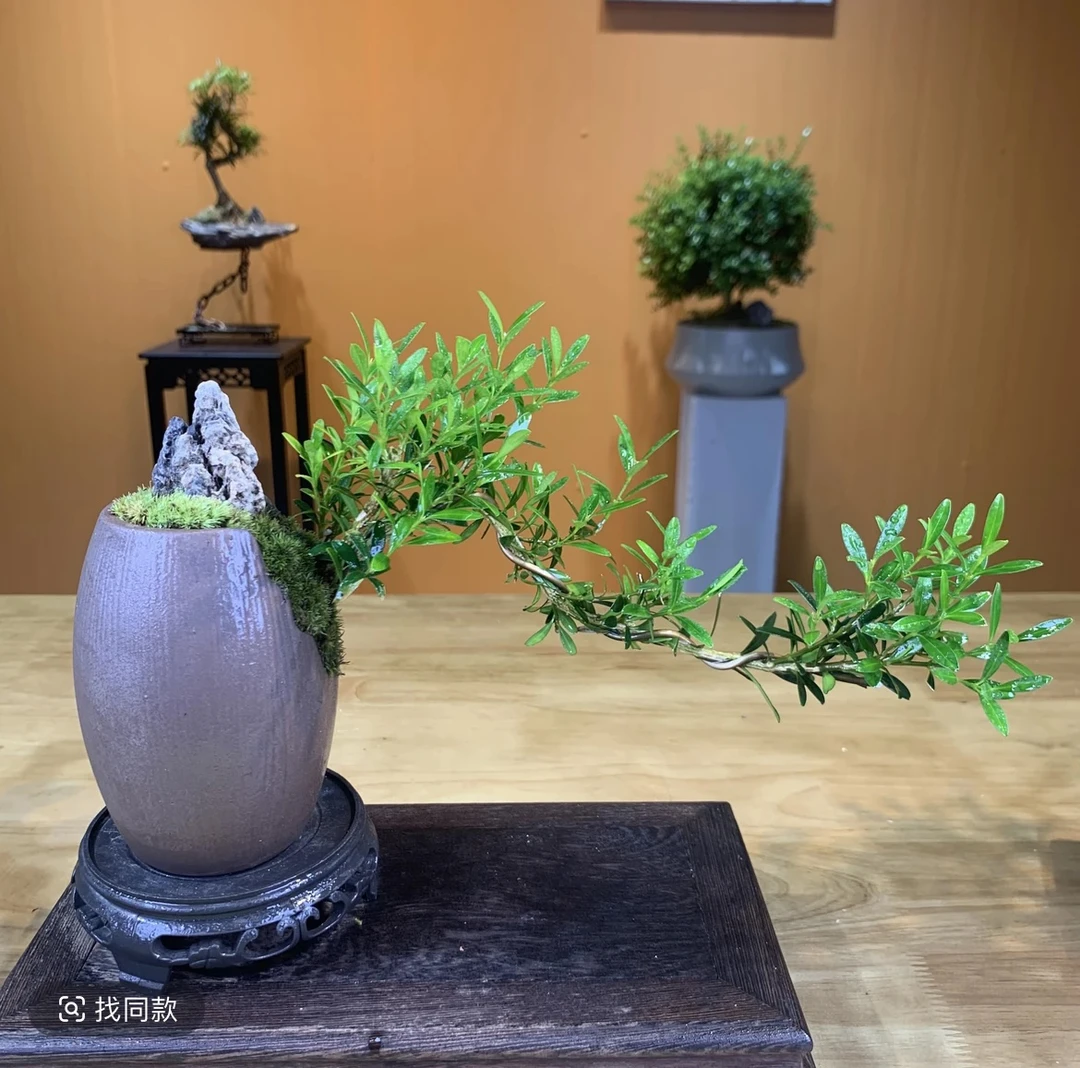 飘枝黄杨室内盆栽书桌茶桌办公桌花卉绿植好养植物观叶客厅小盆景