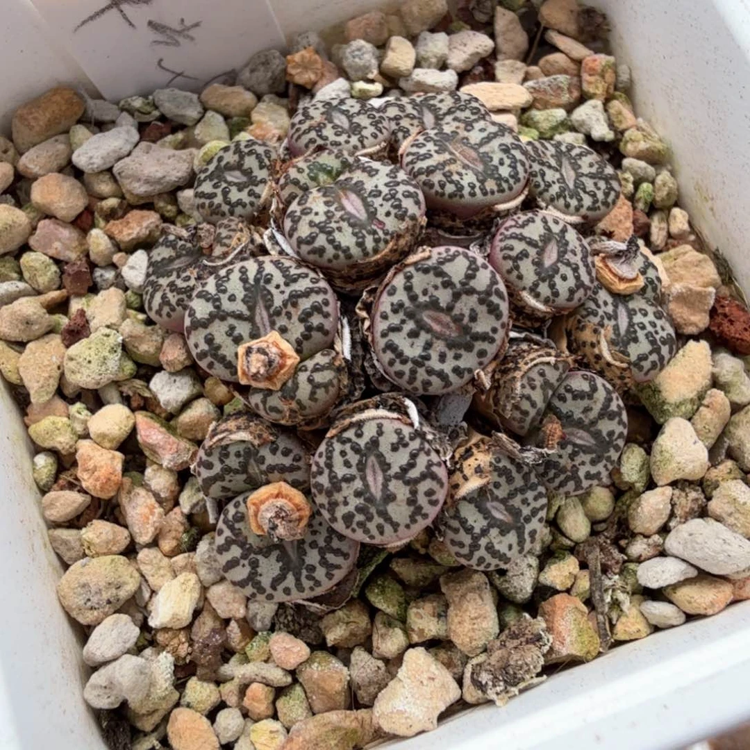 凯***呢9/4/c19 wc安贞 凯莉