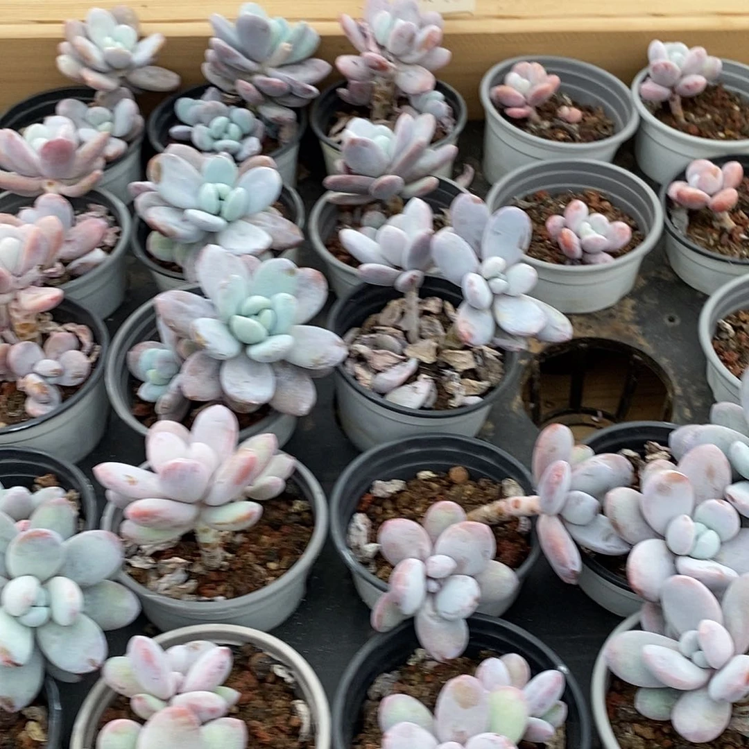 80雪美人混发，多肉