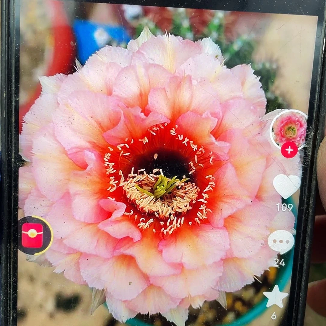 凤羽2420侧芽歪4公分以上