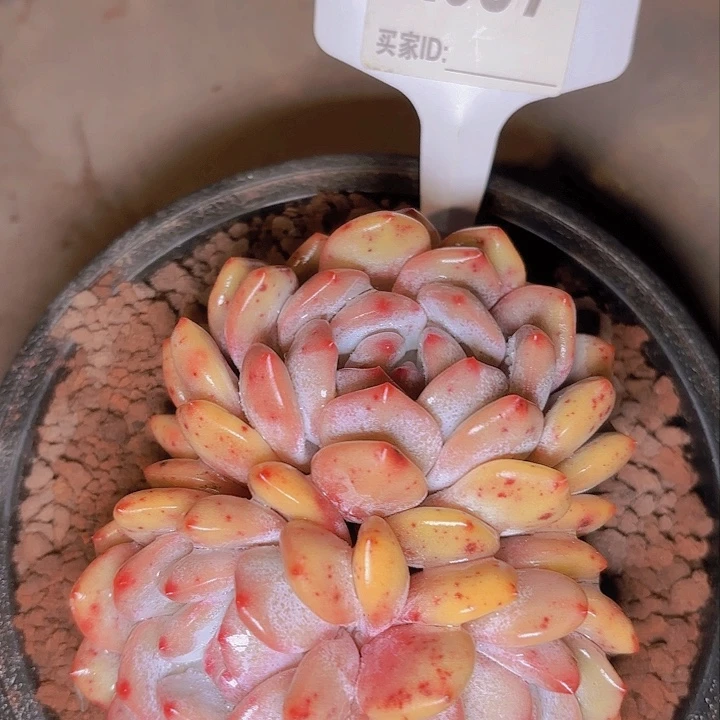 ヾ**、梦露一物一拍A097