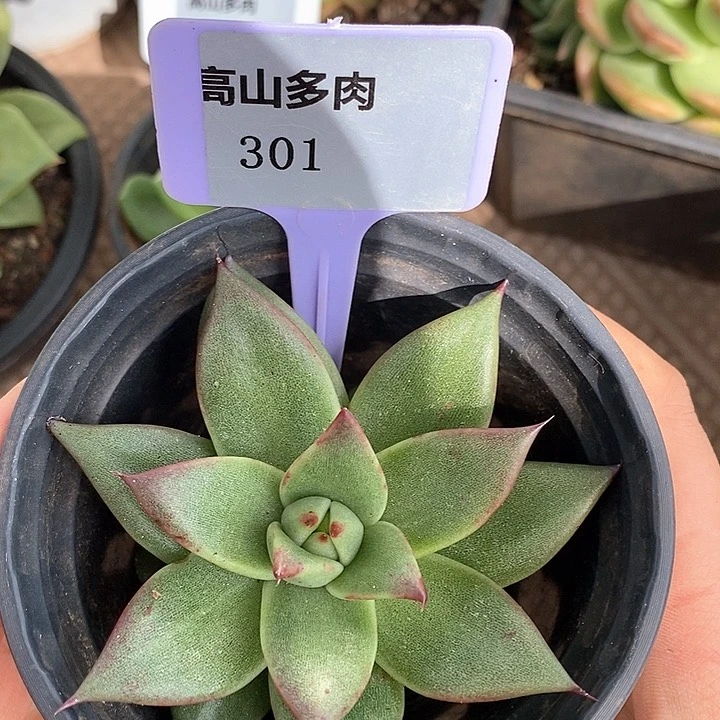是***呀301-直播福利 乌木