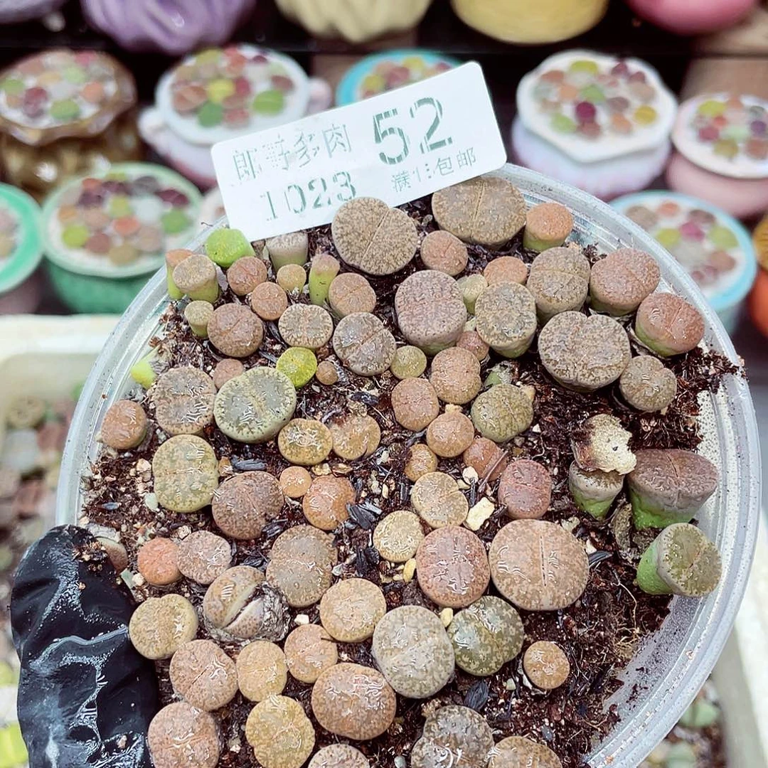 生石花满18包邮1023-52