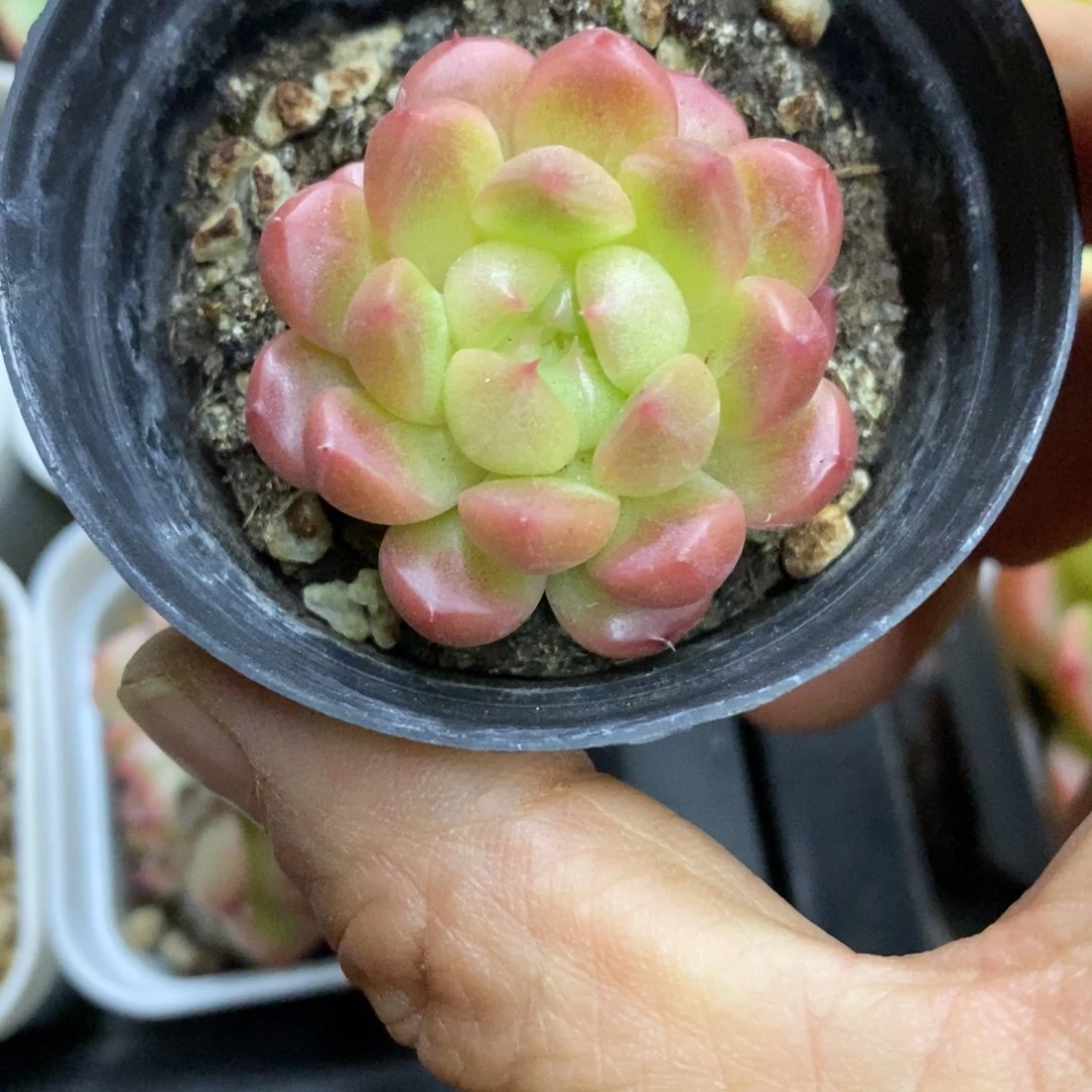 精品多肉一物一拍不包整238