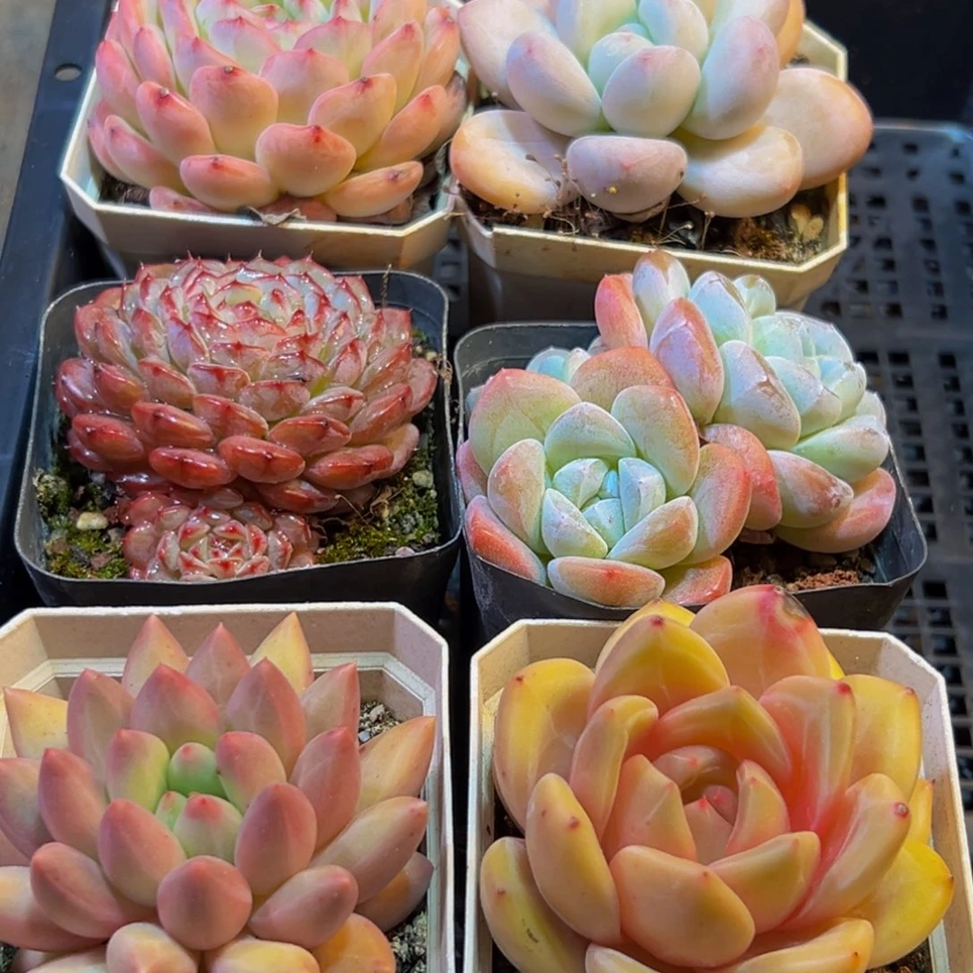 080大热的小伙伴都