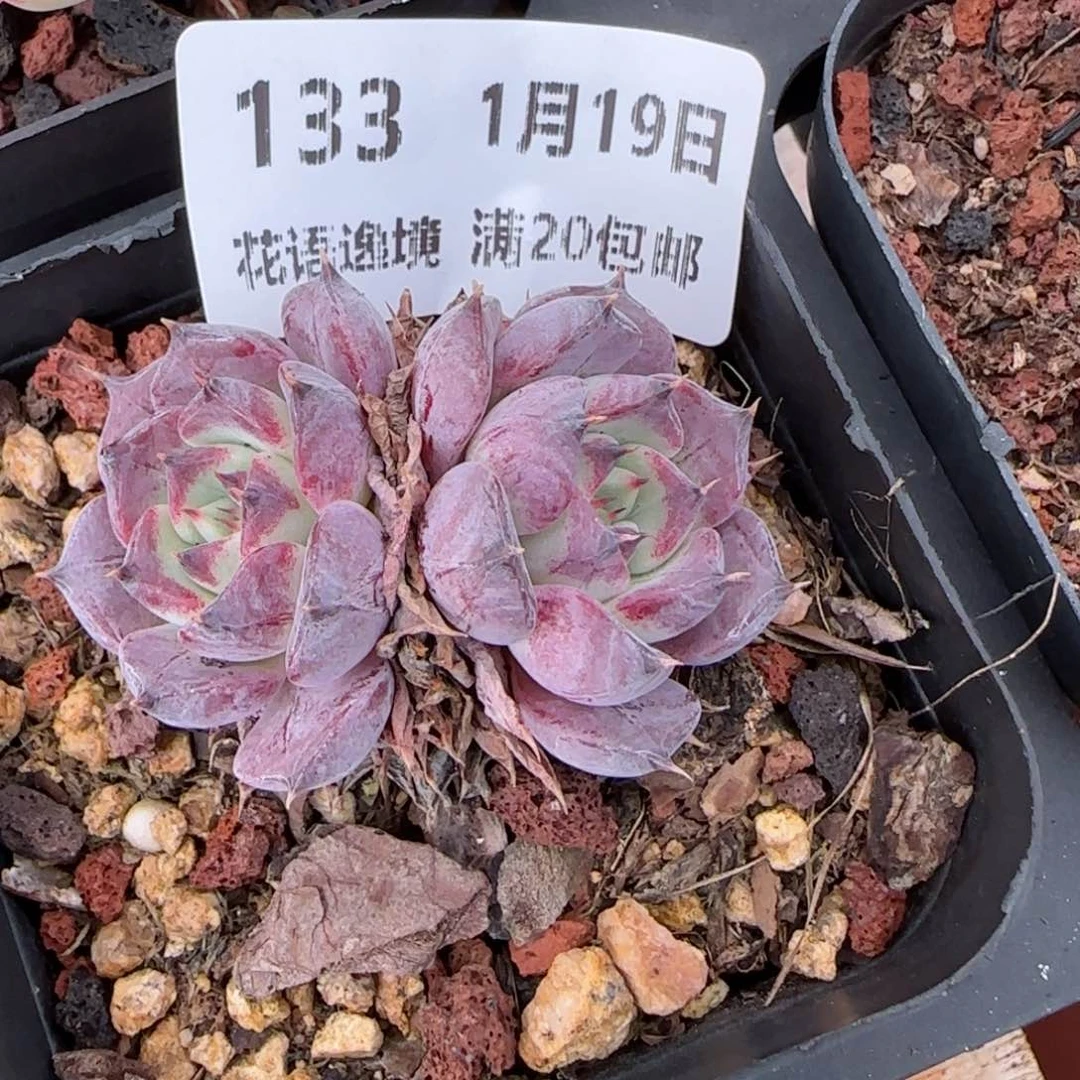 花语逸镜0119-133啥逻辑牡丹