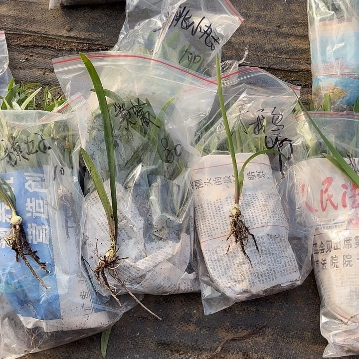 棒***ㄣ无花朵7783玲声，紫微，另类，大鹅