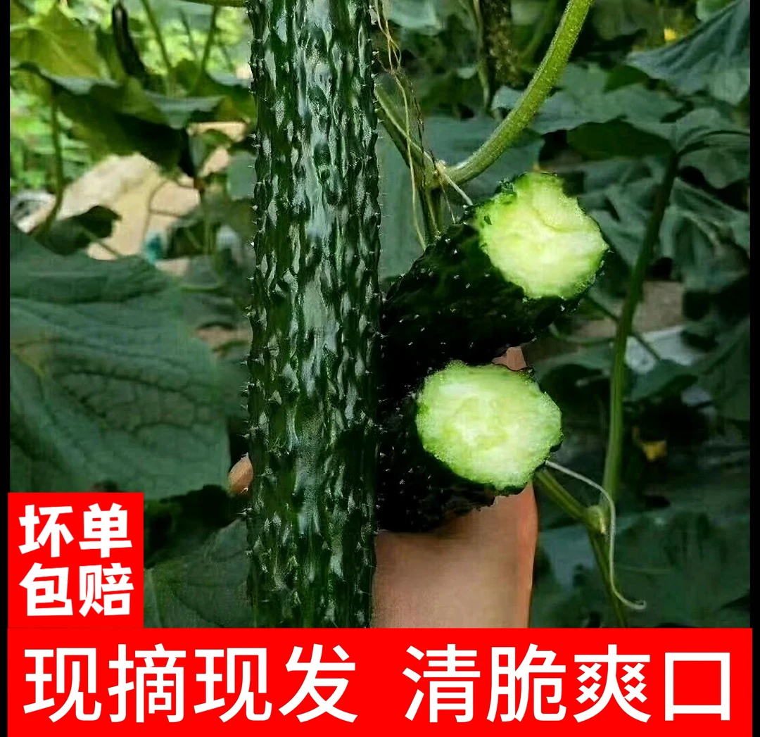 新鲜带刺绿瓤水果黄瓜河南种植清脆爽口现摘现发凉拌应季蔬菜包邮