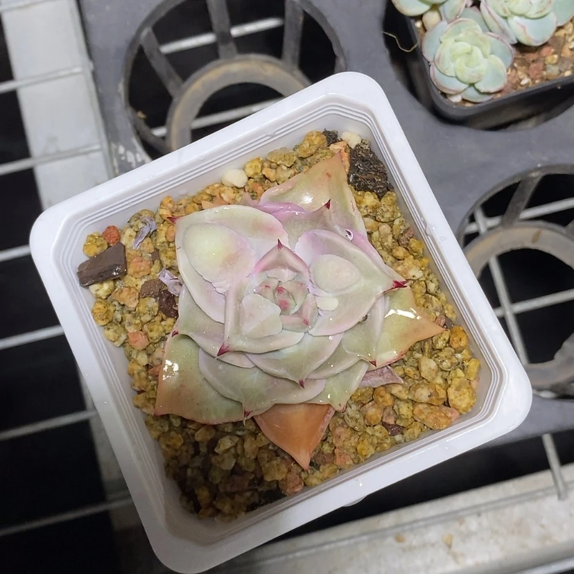 【闪购商品】?***?饺子皮瘤子
