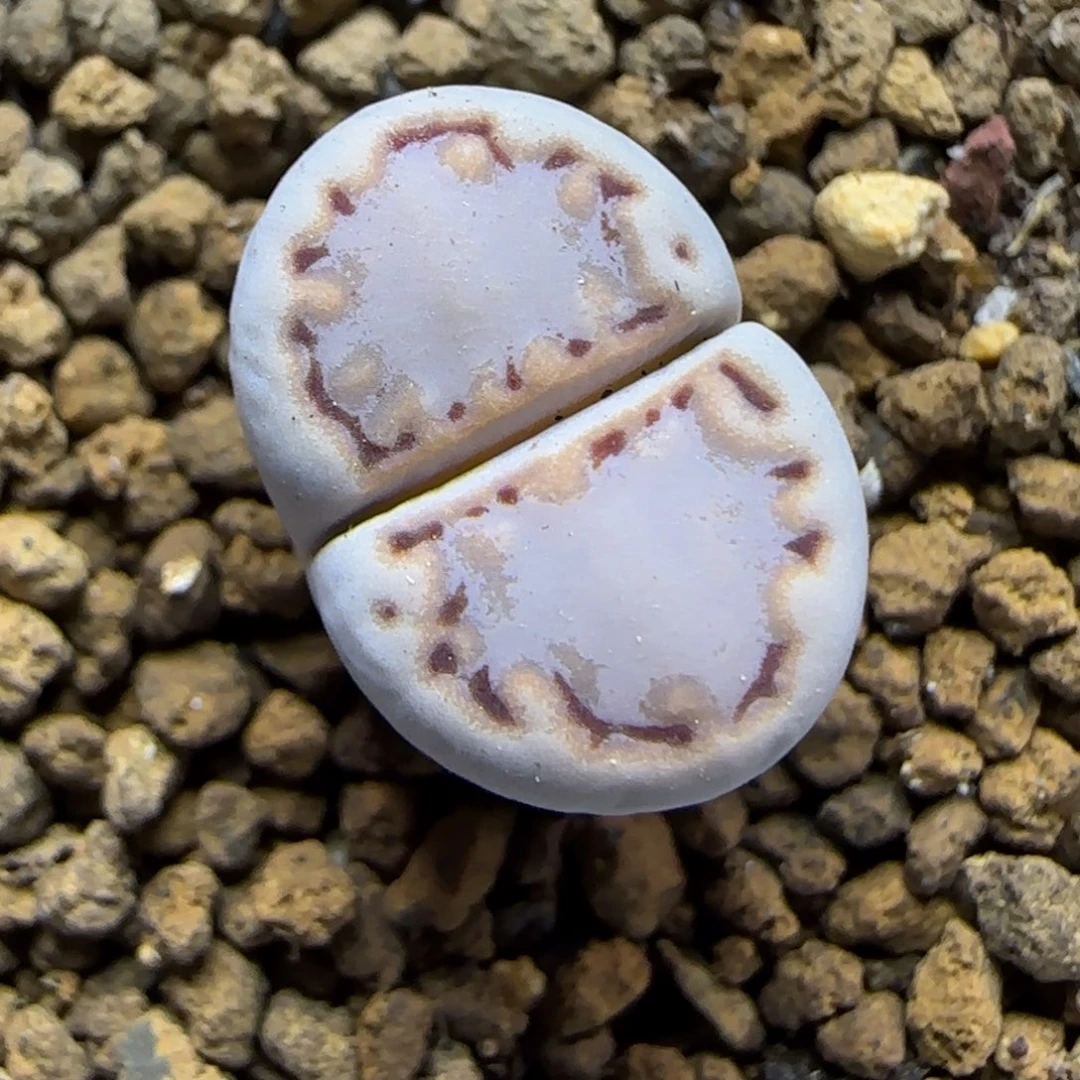 11.30.c217饼干.9029尺寸1.5cm