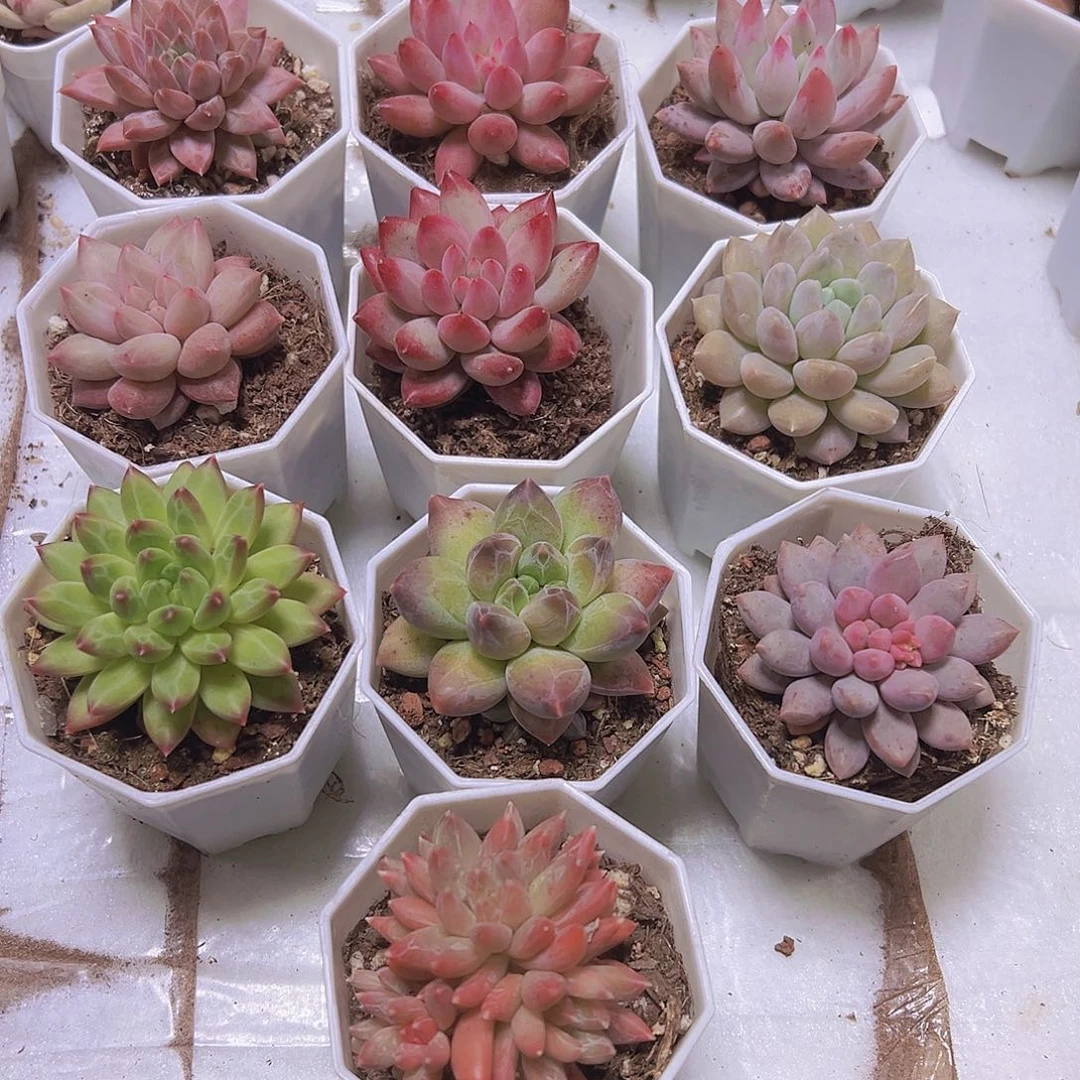 单头重楼组合10盆八角盆