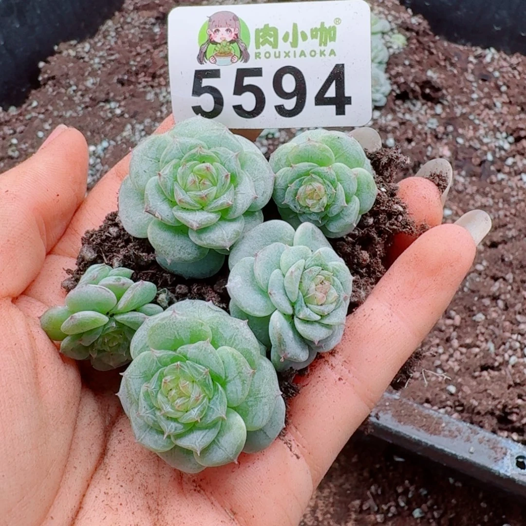 多肉植物多肉植物