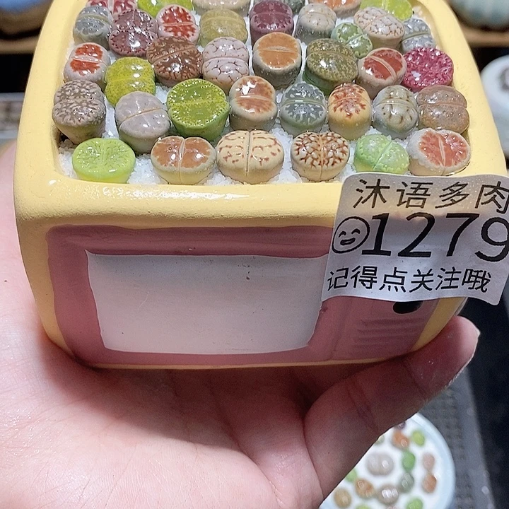 精美盆栽 一物一拍1279