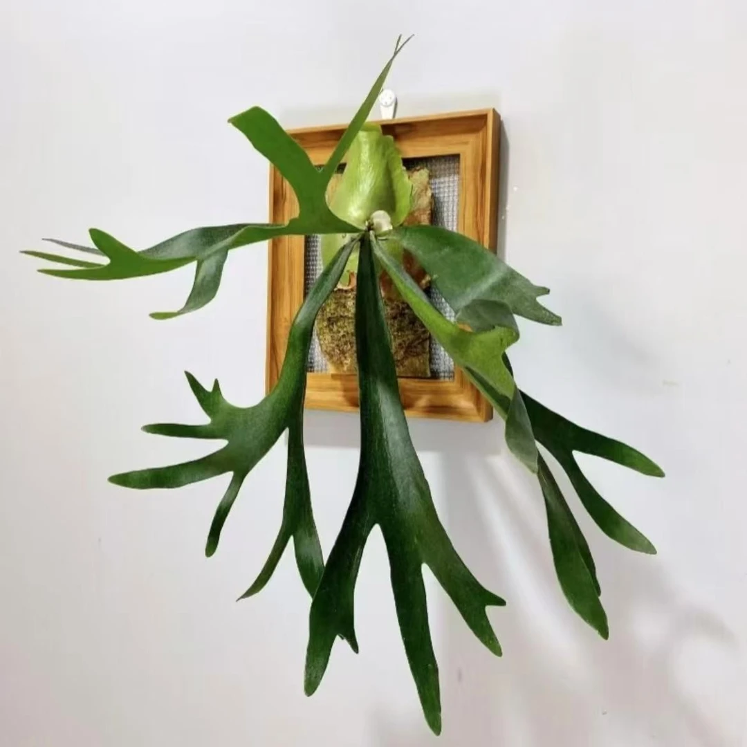 鹿角蕨盆栽绿植花卉室内美观高端散射光养护